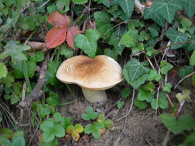 Funghi  e  Habitat